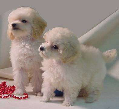  Poodle Puppies on Toy Poodle Puppies For Sale  Parkland Florida    Puppies For Sale