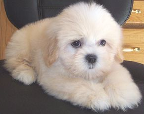 teddy bear maltese puppies for sale