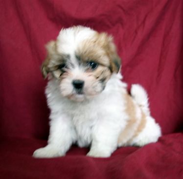 Teddy Bear Puppies on Teddy Bear Puppies For Sale Boca Raton Fl    Puppies For Sale
